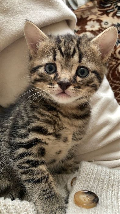 Кошенята смугасті від 1,5міс