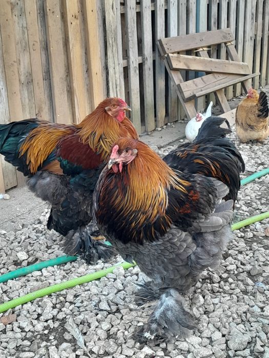 Galos Brahamas de 2024