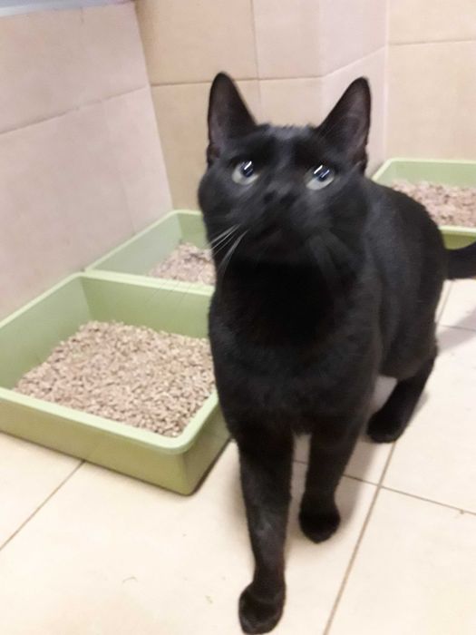 Leon ze schroniska szuka domu