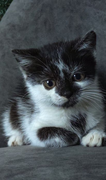 Кошеня, кіт, котик, киця