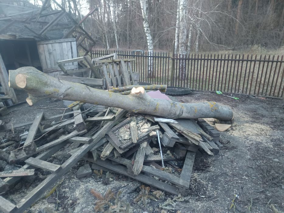 Kłoda orzech włoski