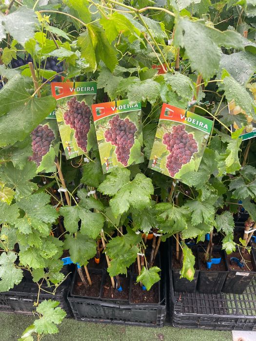 Videiras várias variedades