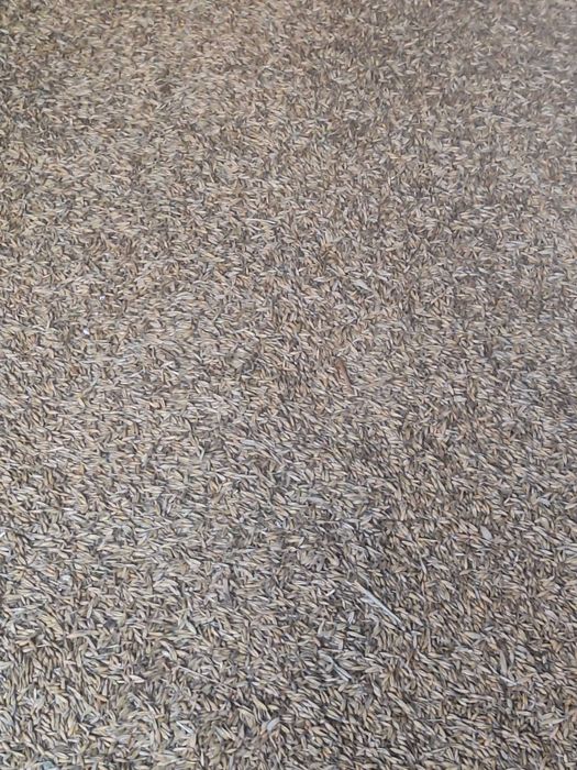 Sprzedam owies tegoroczny