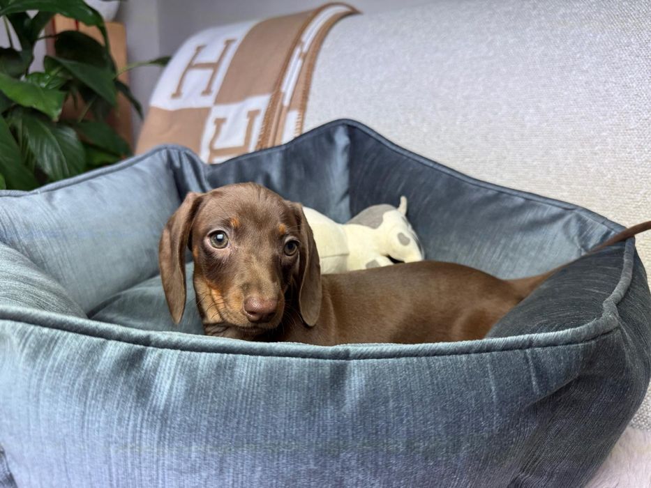 jamnik miniaturowy piesek choco tan