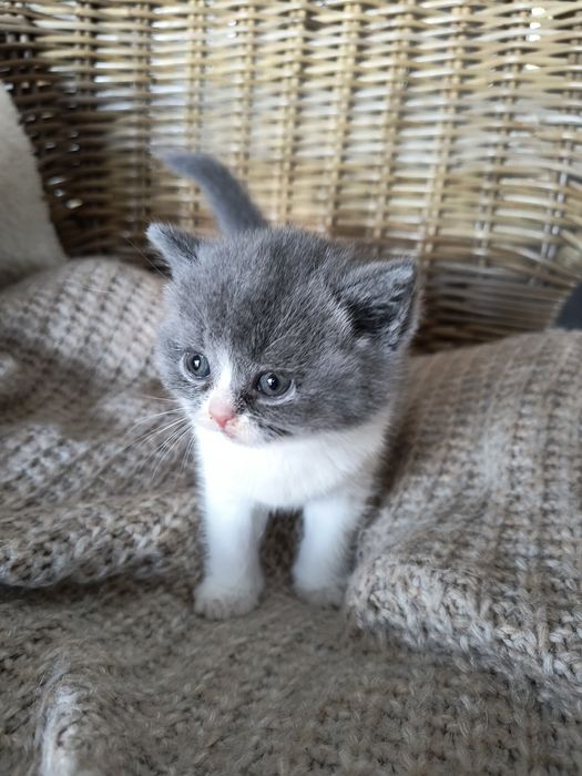 Kotka brytyjska a bicolor FPL