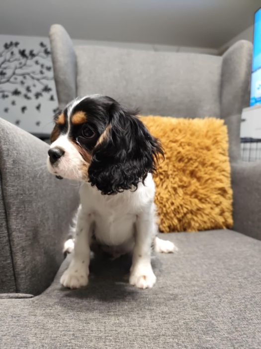 Cavalier King Charles Spaniel, samiec.