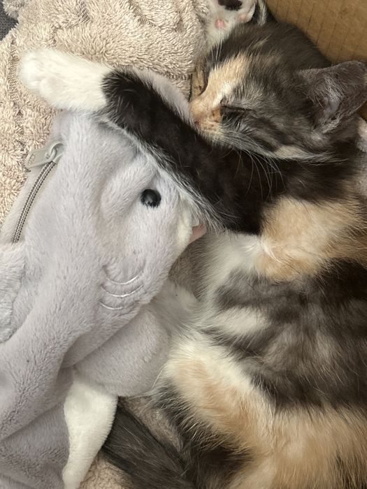 Віддам котю в добрі руки