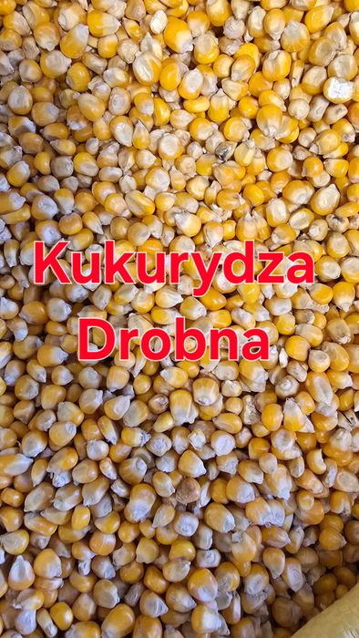 Kukurydza drobna dla gołębi drób Królik 25 kg --> VetZwierzogród < --