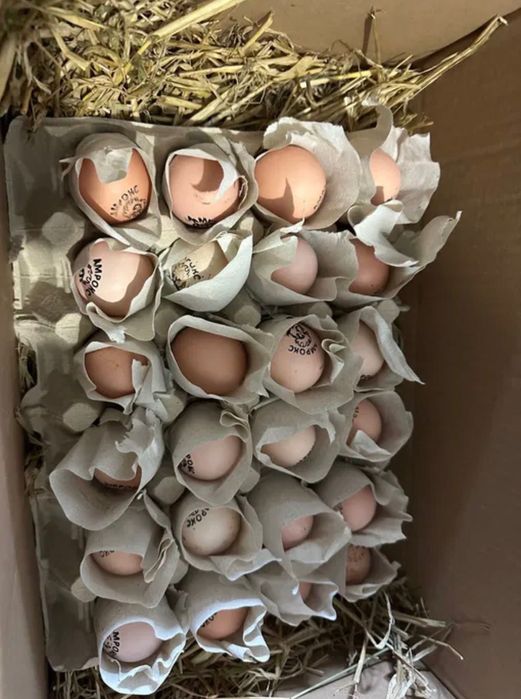 Амрокс інкубаційні яйця