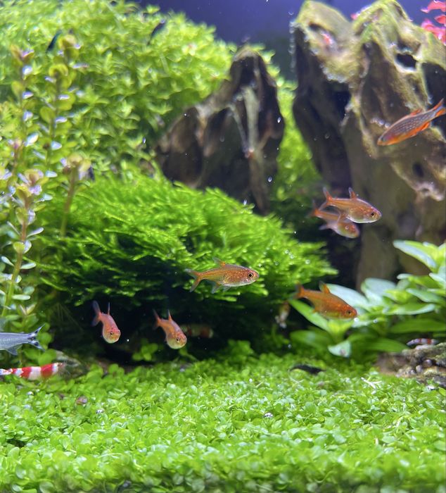 Акваріум 30х30х30