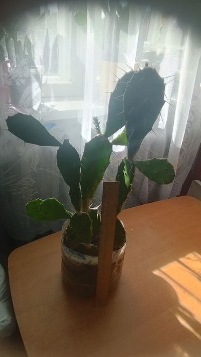 Продам кактус опунція