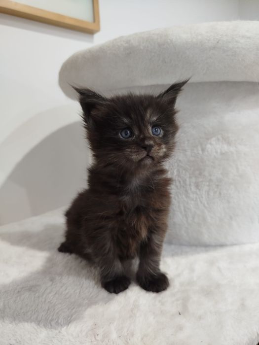 Kotka Maine Coon