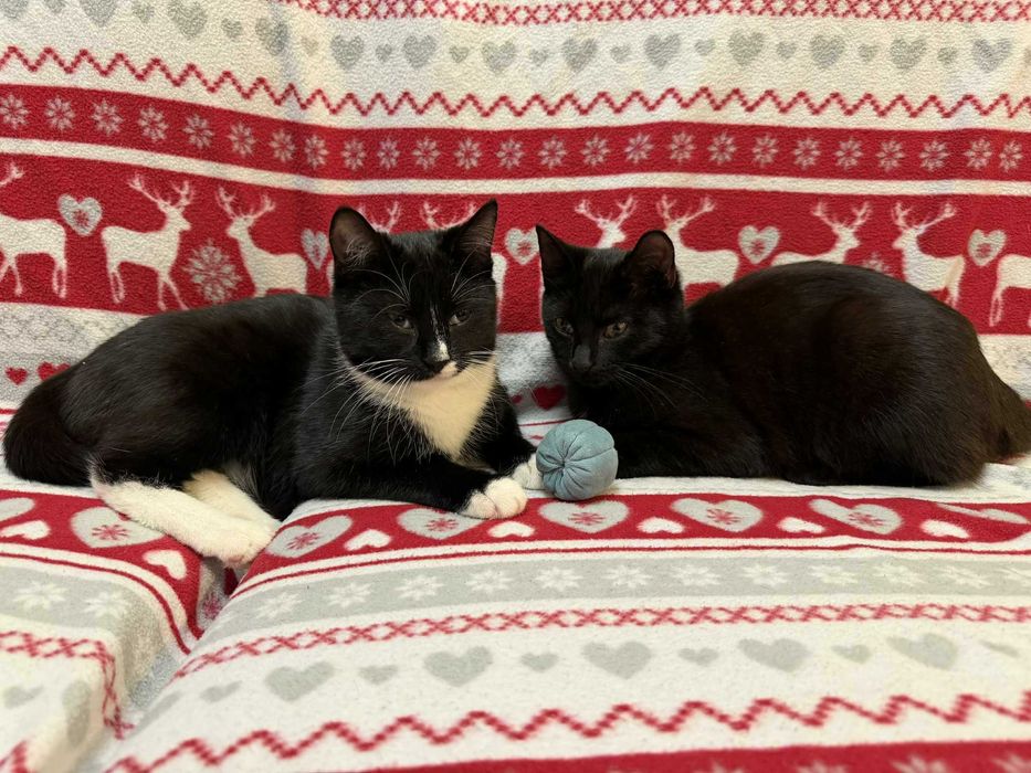 Walduś i Mariola szukają domu