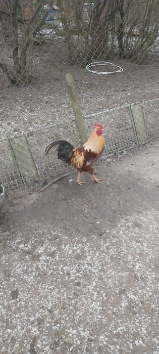 Sprzedam Koguty z wolnego wybiegu