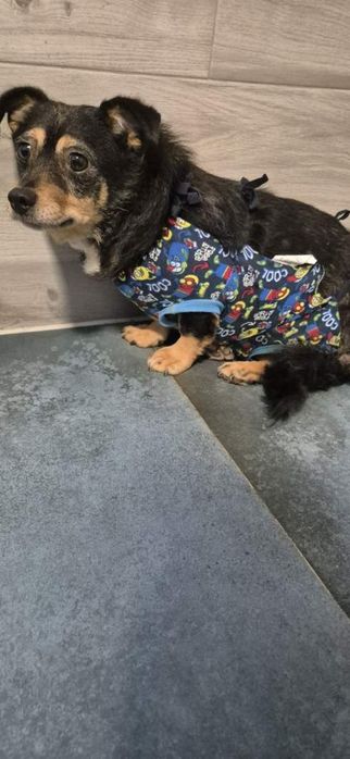 Suczka około 7 lat