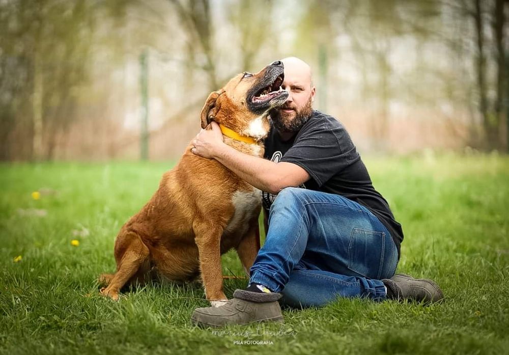 Dingo szuka domu!