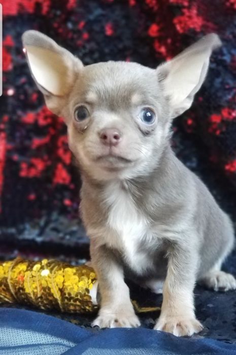 Мальчик чихуахуа мини
