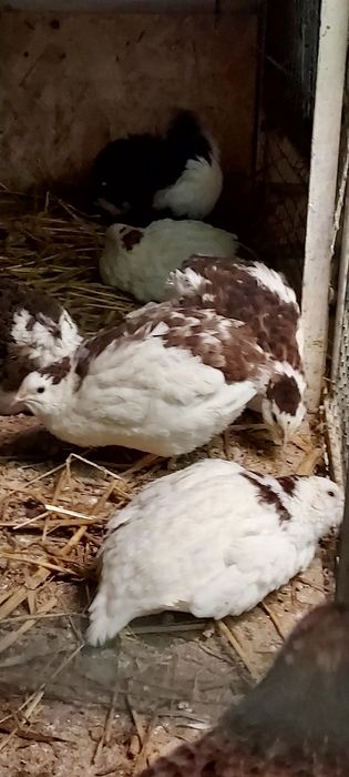 Jaja lęgowe przepiórki celadon