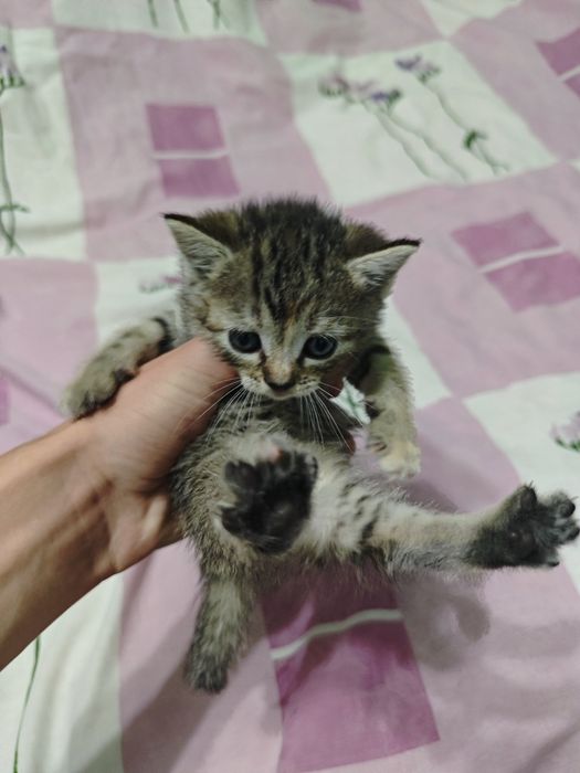 Котик в добрі руки