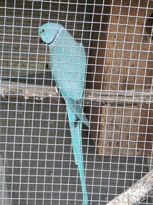 Ring neck adulto