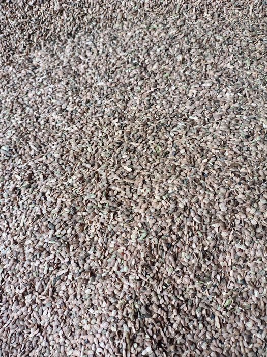 Sprzedam seradele zbiór 2025