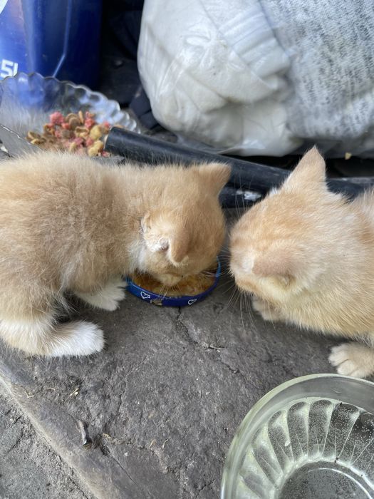 кошенята в добрі руки