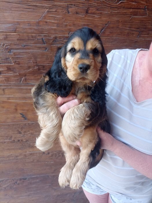 Cocker spaniele do odbioru ok 20.08 ostatnia suczka