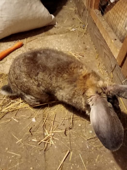 Króliki samiec samica