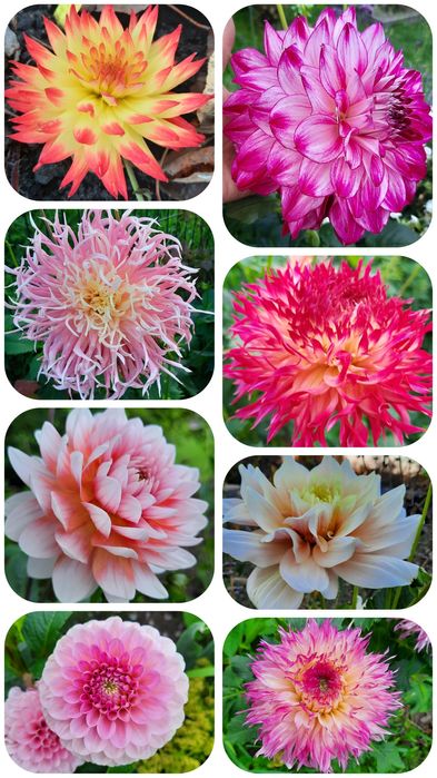 Sadzonka nadwyżki z ogrodu bylina roślina