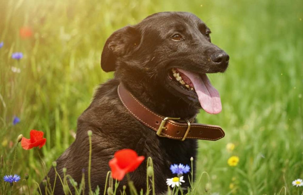 JACUŚ - śliczny psiak w typie labradora