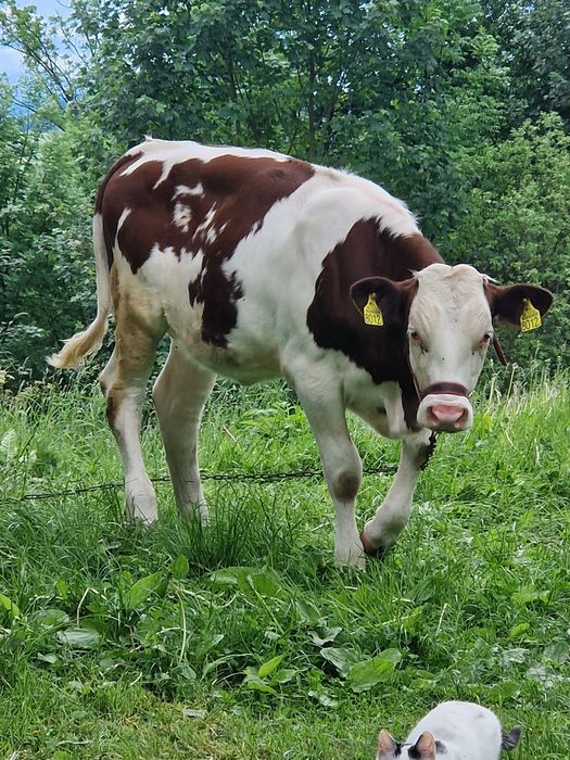 Sprzedam jałówkę SiM mleczny