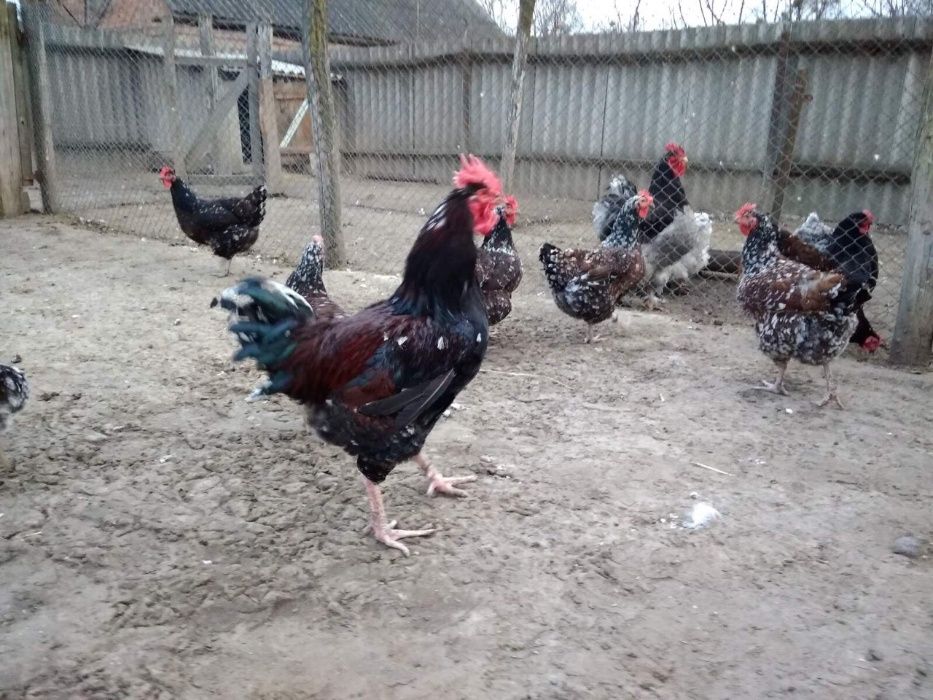 Продам кур, курчат, яйца ливенские ситцевые, кохинхины, джерсийски