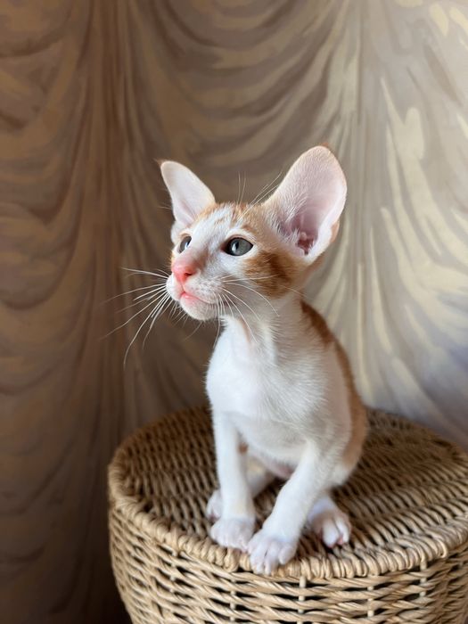 Орієнтальний хлопець червоний біколор