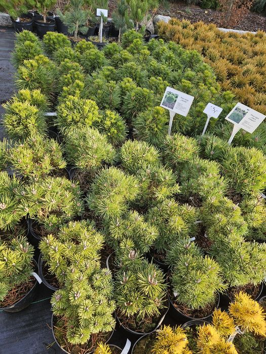 Jałowiec Skalny 120- 135 cm Blue Arrow.