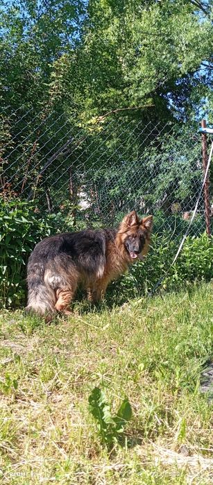Хлопчик Шикарний німець КСУ