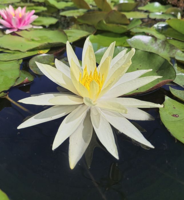 Plantas de lago Nenúfares