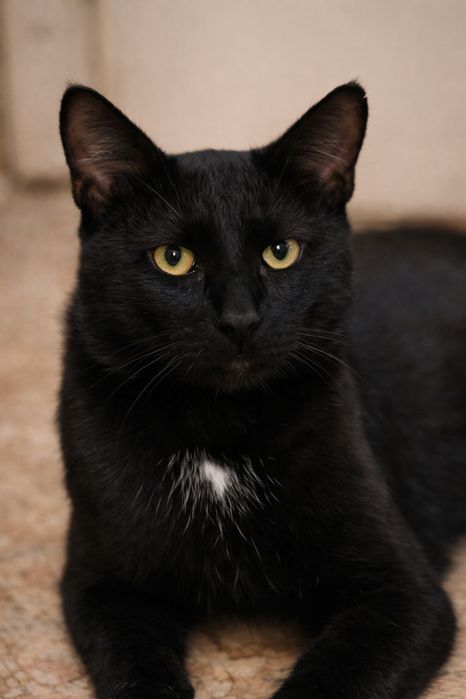 Кот. Котик. Коты. Черный кот. Кіт.