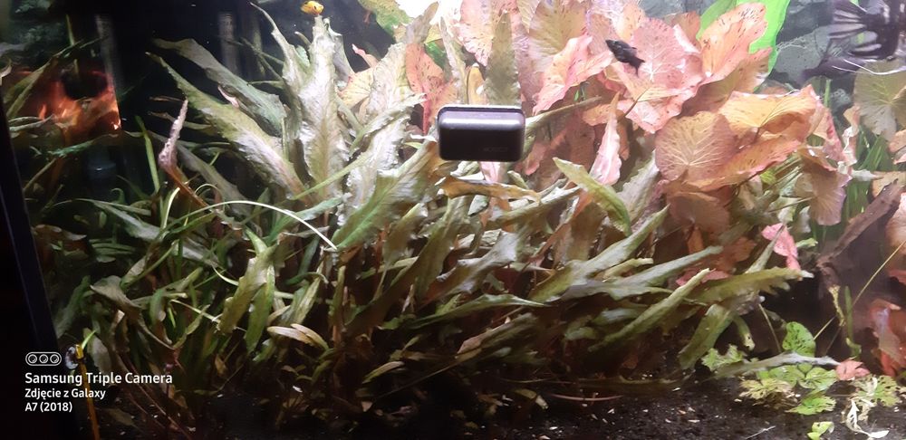 Witam ,sprzedam rosline kryptokoryne