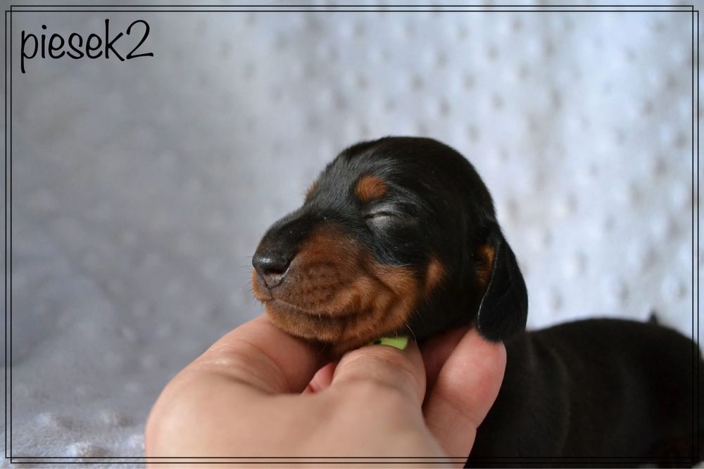 Jamnik krótkowłosy miniaturowy-szczenie