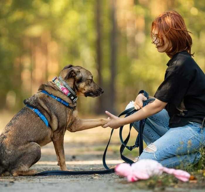 Pies Artek szuka domu