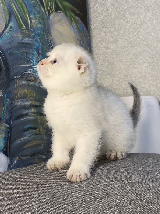 Золотая шиншилла