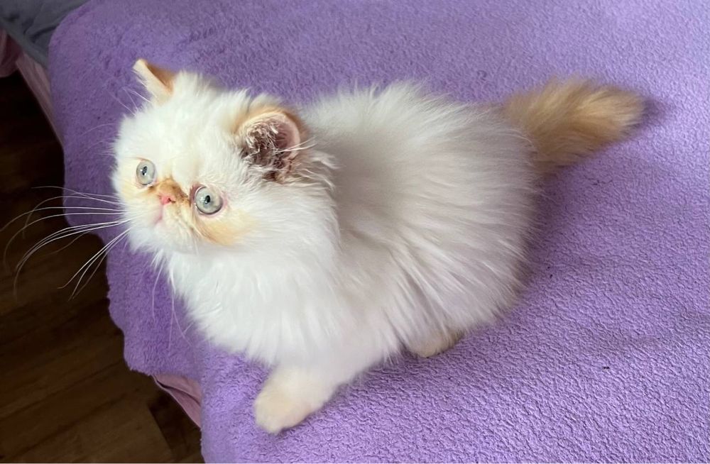 Кошеня персидське