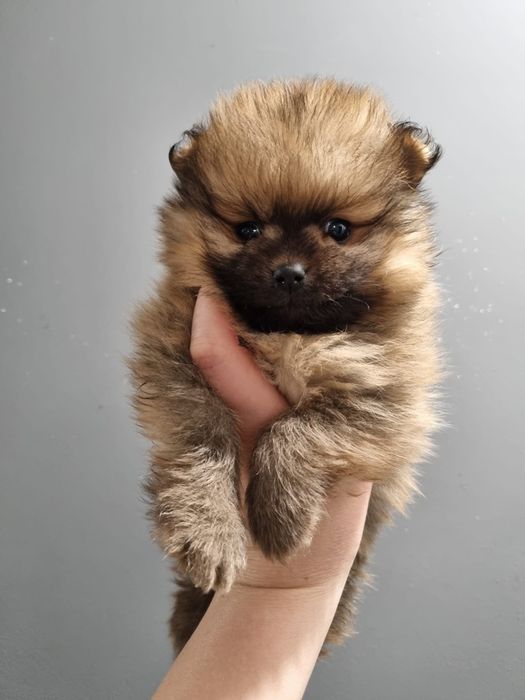 Piesek pomeranian szpic miniaturowy  orange black