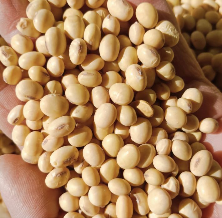 Тофу домашній власного виробництва 0,5 кг