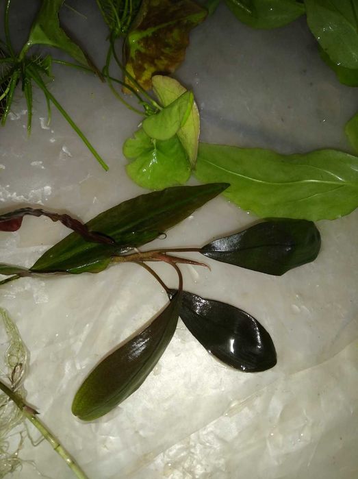 Акваріумні  рослини (ціна за набір)