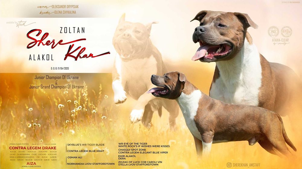 В'язка амстаффа. Американський стафордширський тер'єр, стафф, amstaff.