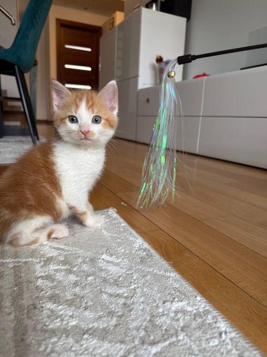 Rude kociaki (kocurki) szukają domu razem lub osobno