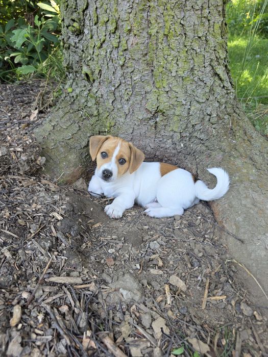 Szczeniak Jack Russell Terrier