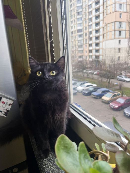 Красунчик кото-друг Клуні, 7 місяців, кіт, котик