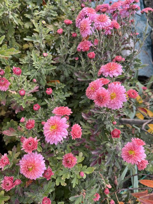 Хризантеми мультифлори та корейки